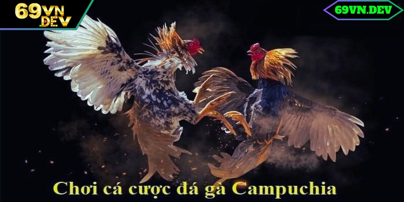 Giải mã sức hút khi cược đá gà trường Campuchia