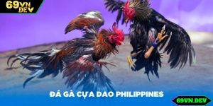 Tìm hiểu về đá gà cựa dao Philippines hấp dẫn, kịch tính